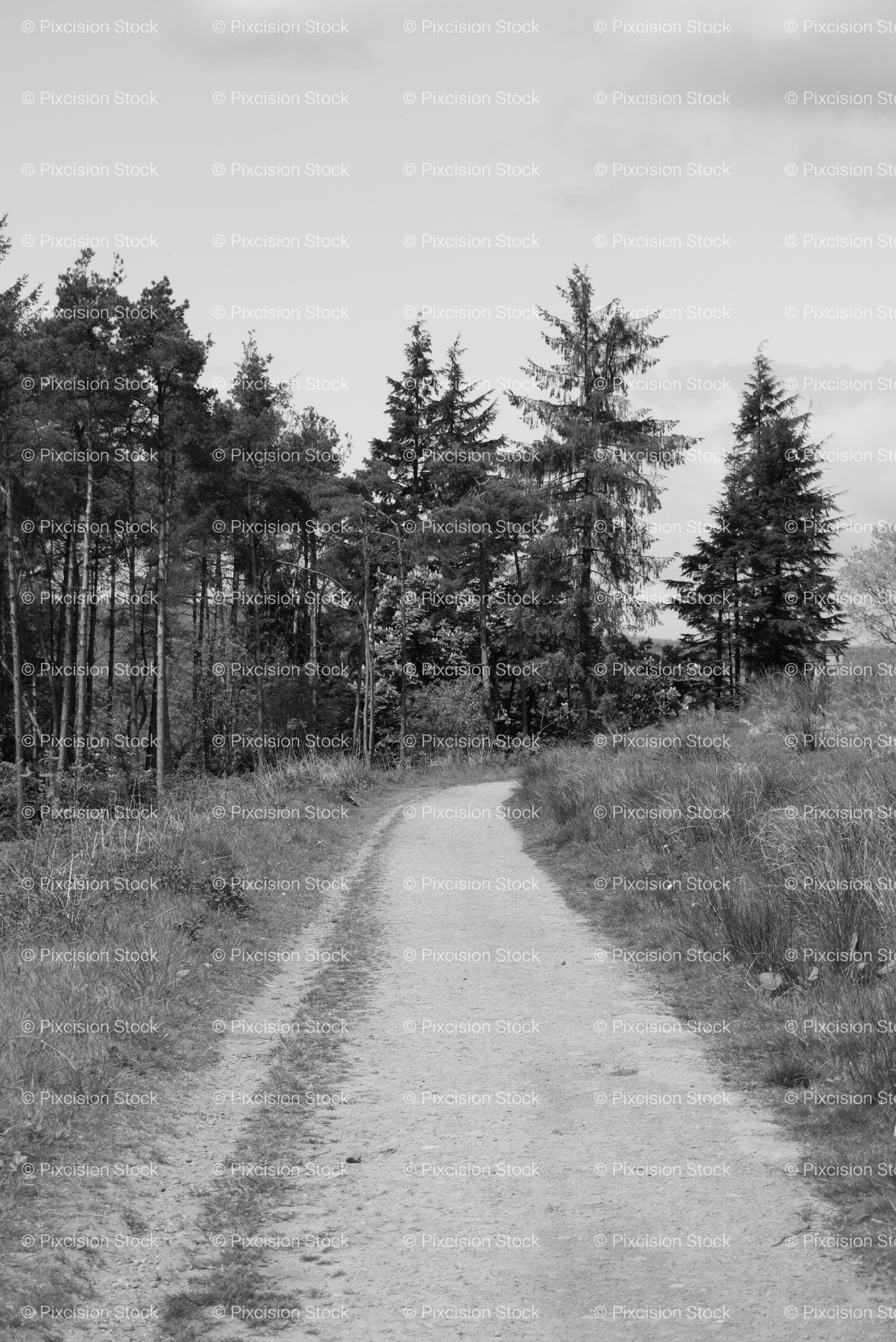 Dirt Path Leading Into a Dense Evergreen Forest (Monochrome)