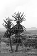 Two Yucca Trees Standing Against a Clear Sky (Monochrome)