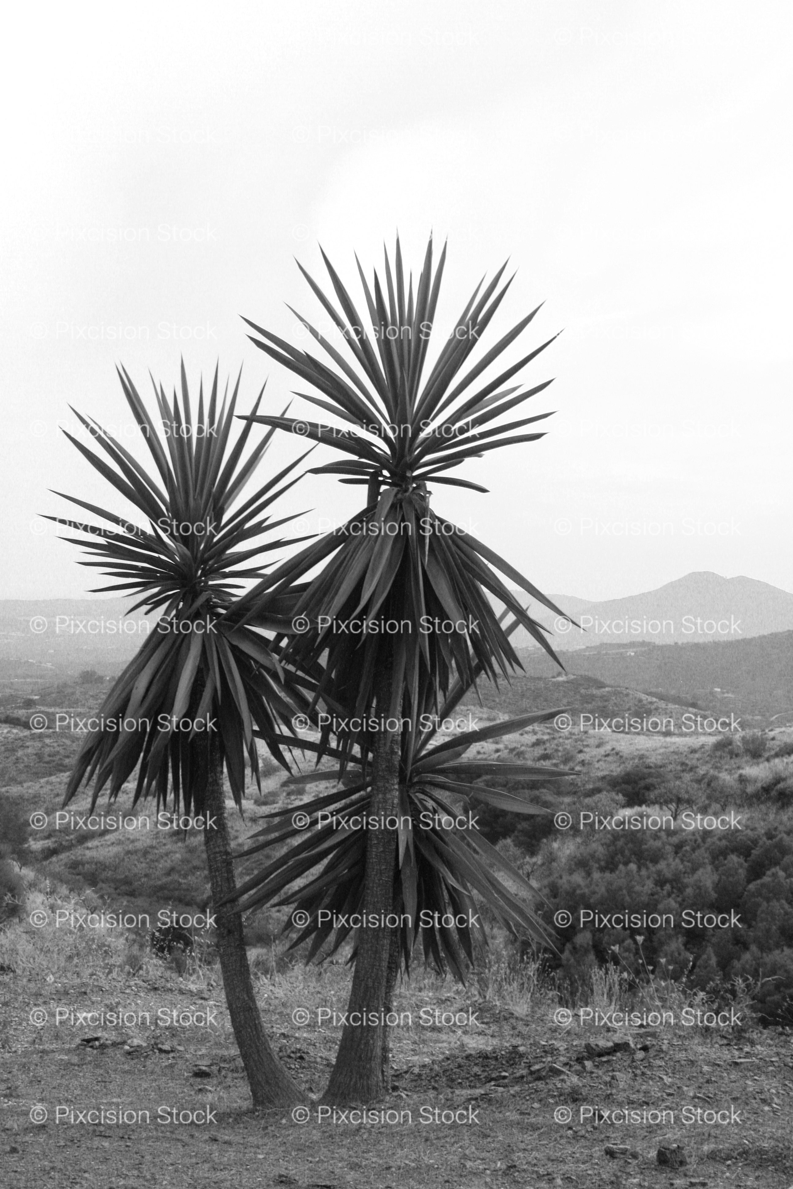 Two Yucca Trees Standing Against a Clear Sky (Monochrome)