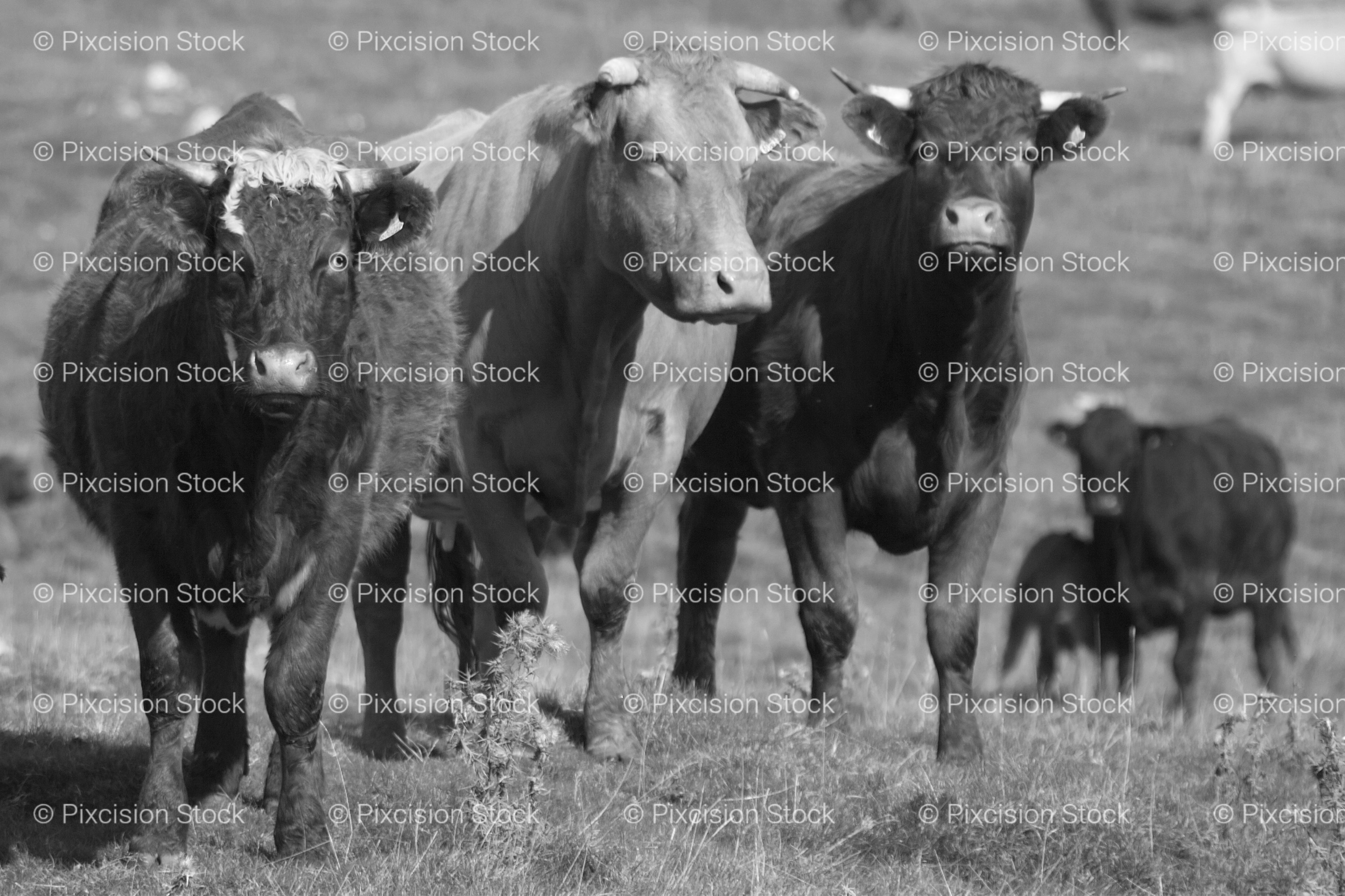 Small Herd of Cattle Standing in a Pasture (Monochrome)