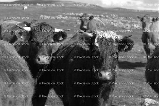Three Cows Facing the Camera in an Open Field (Monochrome) - Stock Video