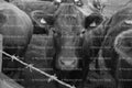 Close-Up of Cattle Facing the Camera Behind a Wire Fence (Monochrome)