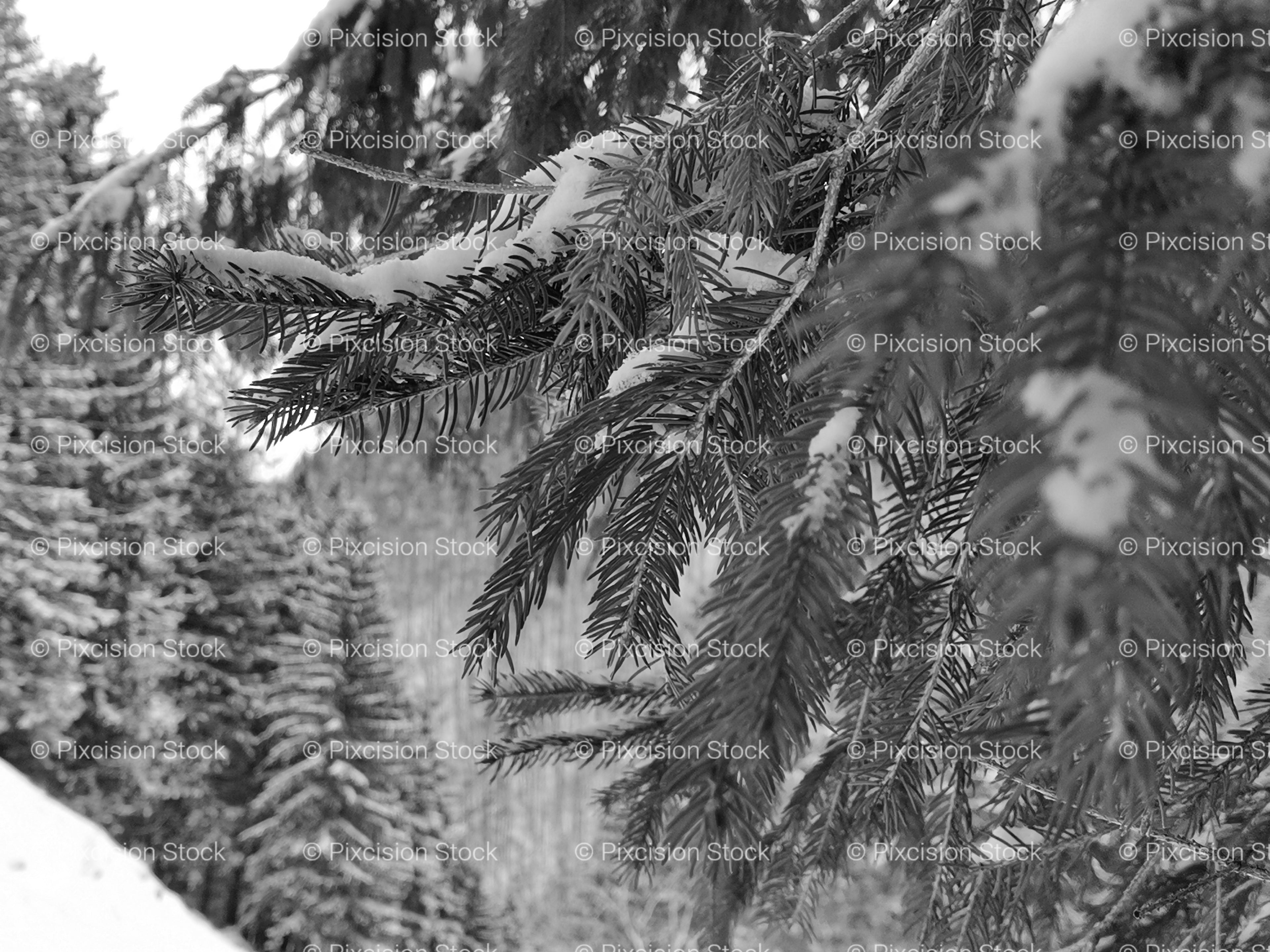 Close-Up of Heavy Snow Weighing Down Evergreen Tree Branches (Monochrome)
