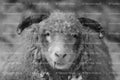 Frontal Portrait of a Domestic Sheep Looking Directly Forward (Monochrome)