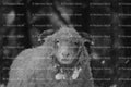 Portrait of a Thick-Fleeced Sheep in a Field (Monochrome)