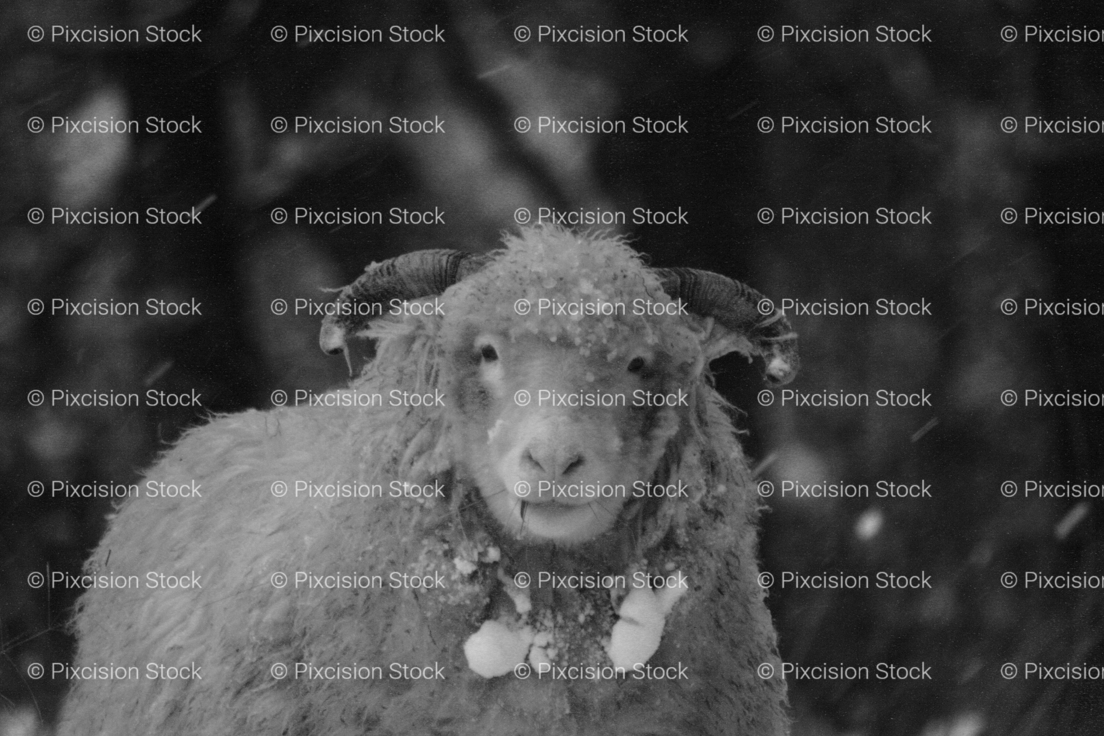 Portrait of a Thick-Fleeced Sheep in a Field (Monochrome)