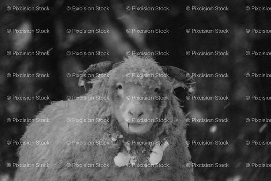 Portrait of a Thick-Fleeced Sheep in a Field (Monochrome) - Stock Video