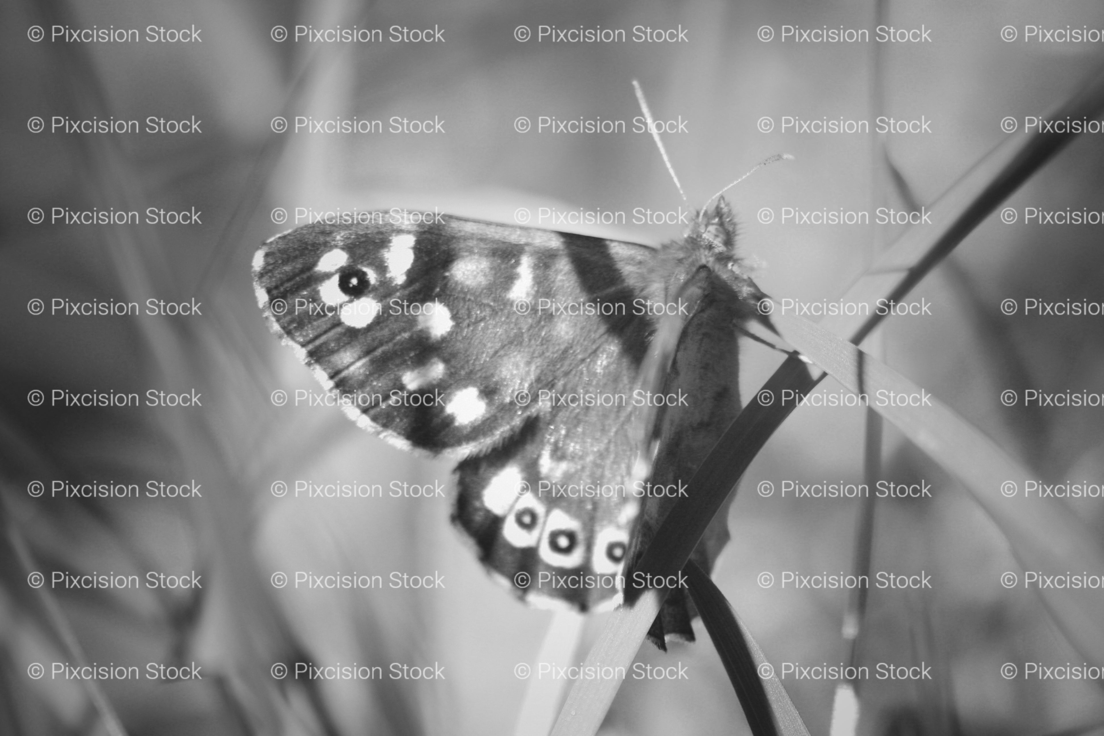 Macro Shot of a Fritillary Butterfly Resting on a Blade of Grass (Monochrome)