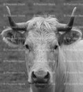 Direct Frontal Portrait of a Highland Cow (Monochrome)