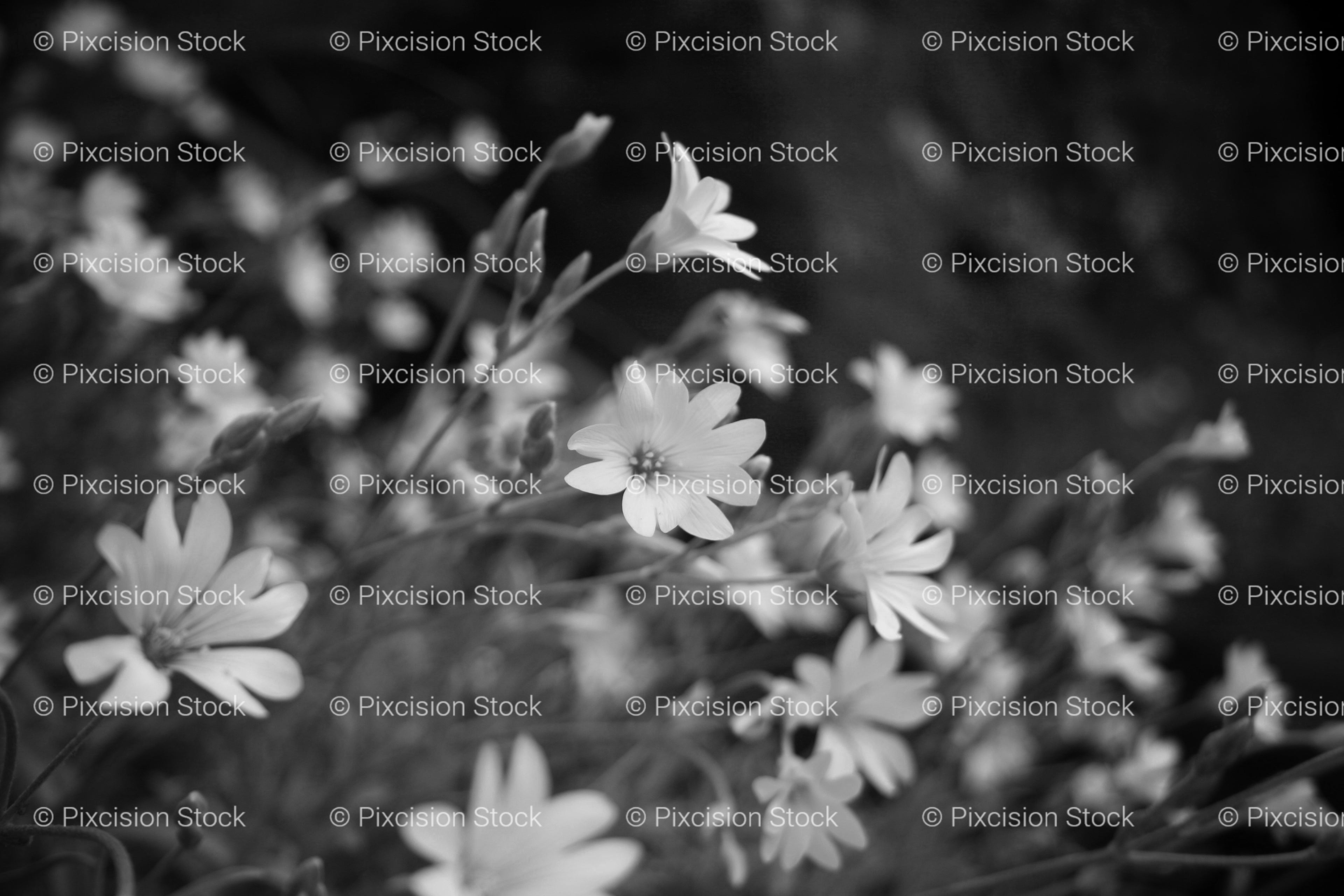 Close-Up of Wild Daisy Flowers (Monochrome)
