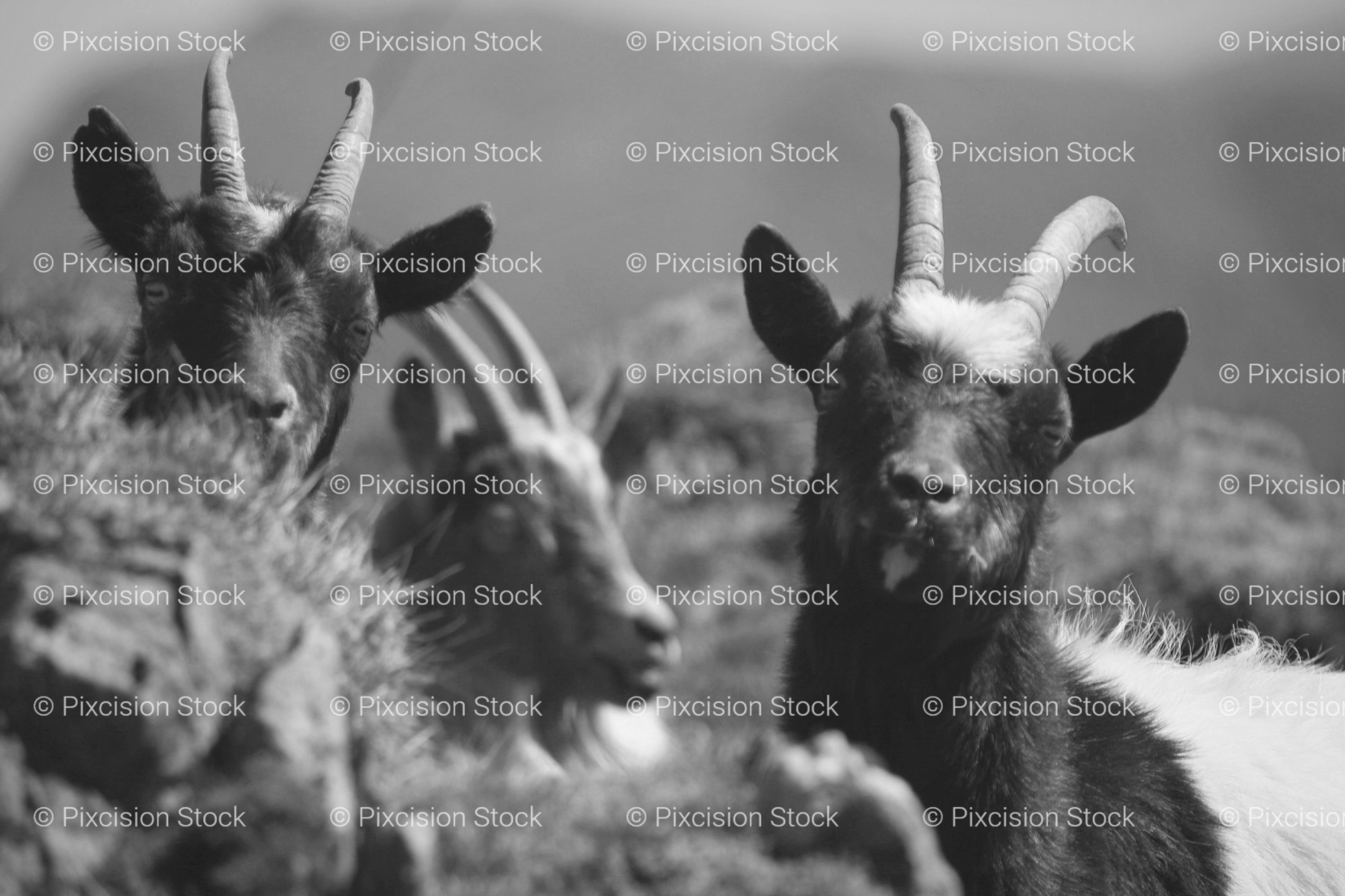 Two Goats Peeking Out from Behind a Grass Hills (Monochrome)