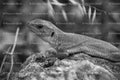 Close-Up of a Lizard Resting on a Textured Surface (Monochrome)