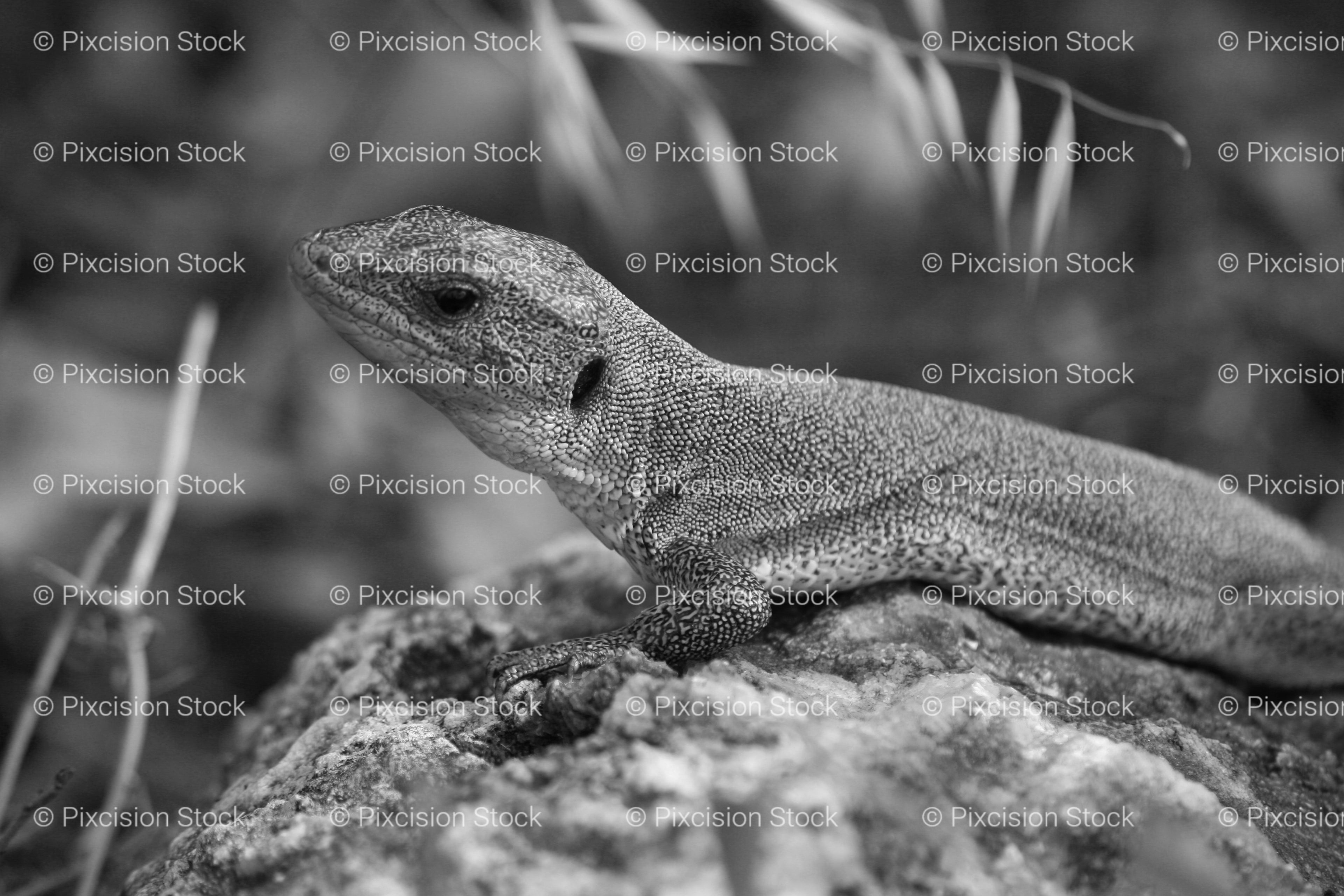 Close-Up of a Lizard Resting on a Textured Surface (Monochrome)