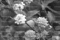 Cluster of Small Blossoming Flowers on a Bush (Monochrome)