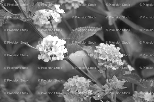 Cluster of Small Blossoming Flowers on a Bush (Monochrome)