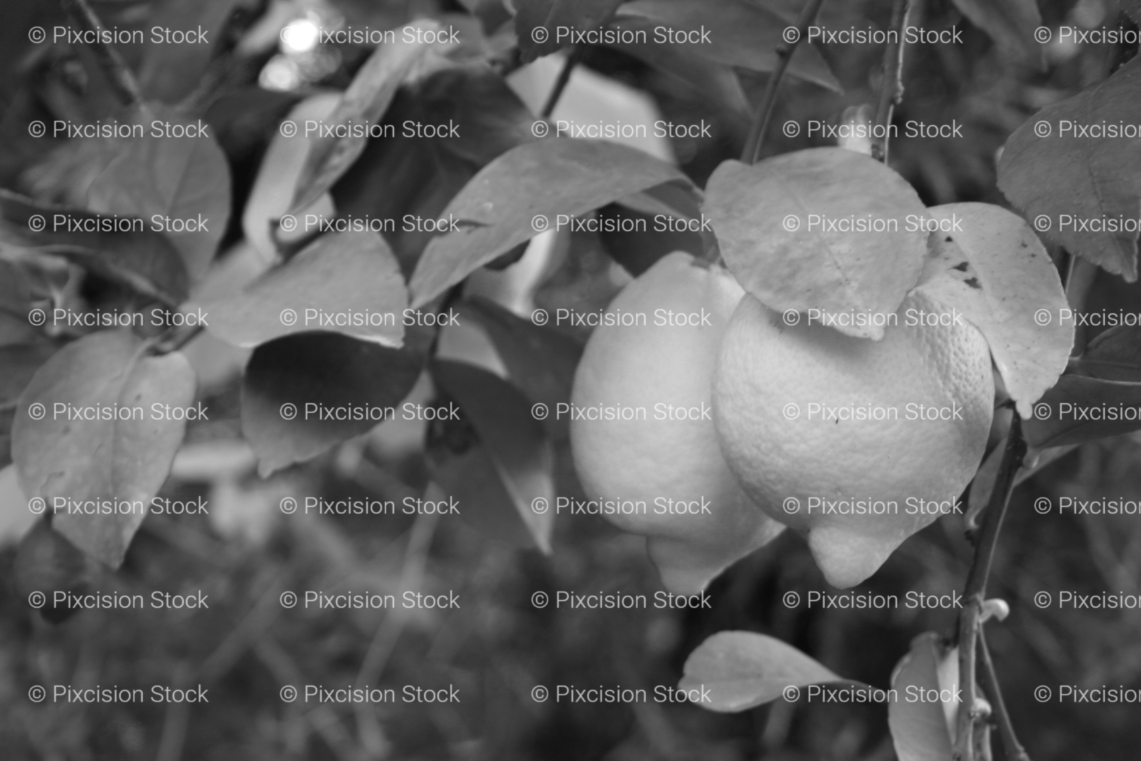 Ripe Fruit Growing on a Leafy Tree Branch (Monochrome)