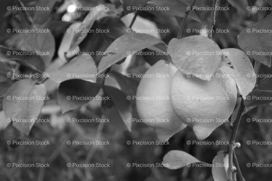 Ripe Fruit Growing on a Leafy Tree Branch (Monochrome)