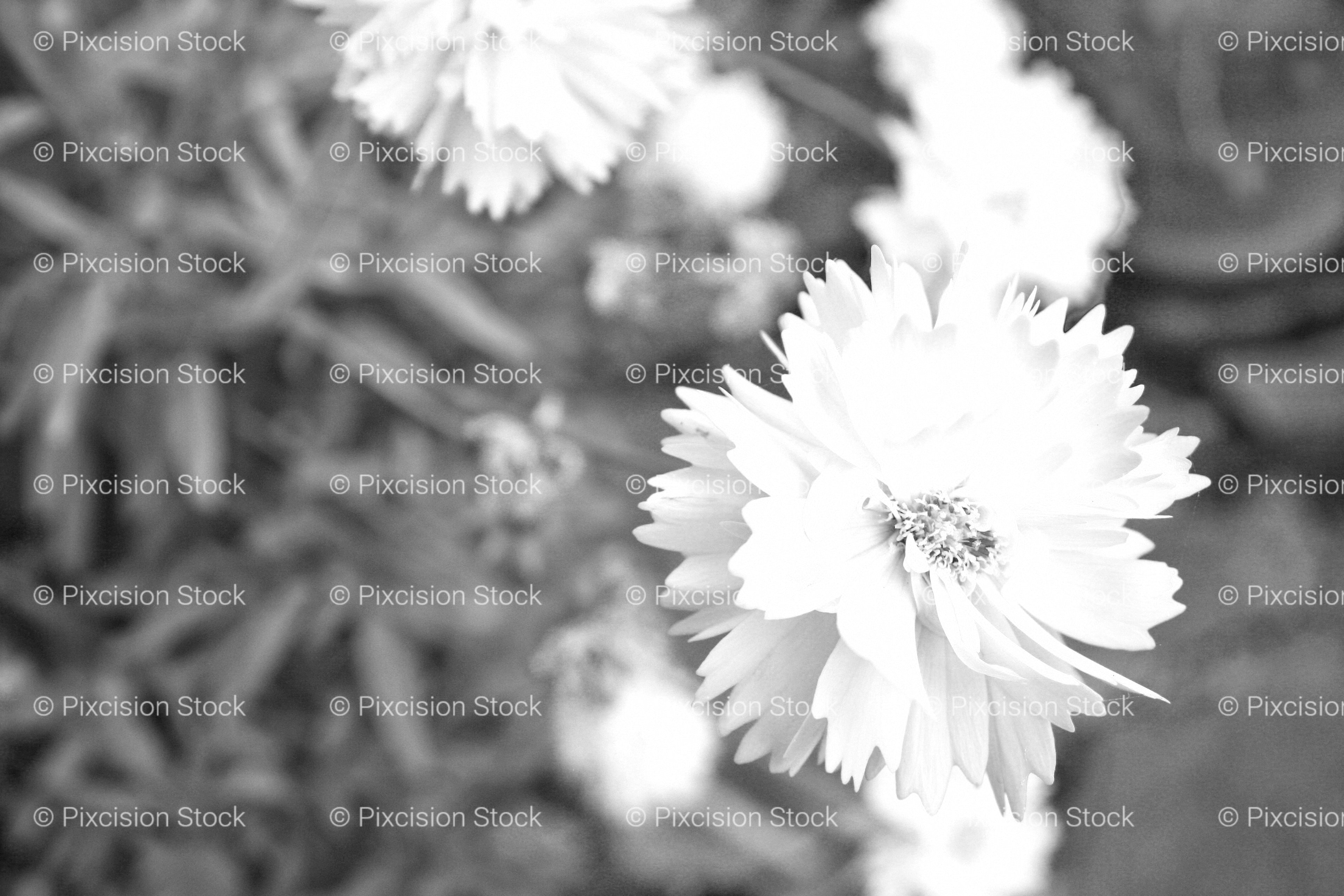 Close-Up Portrait of a Bright White Dahlia Flower (Monochrome)