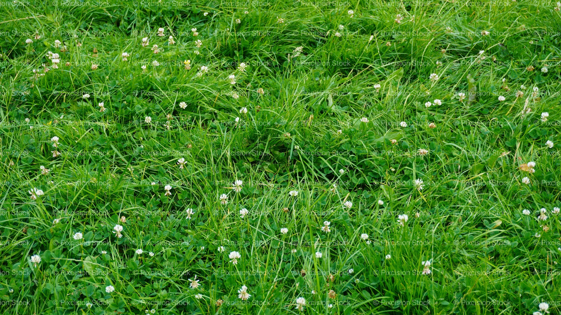 A detailed top-down view of a lush green grass lawn interspersed with numerous small white clover flowers.