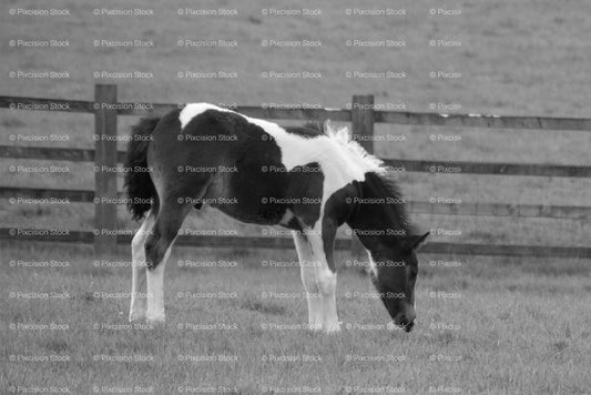 Side Profile of a Piebald Horse Grazing in a Fenced Paddock (Monochrome) - Stock Video
