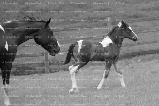 Two Horses Interacting Inside an Open Paddock (Monochrome) - Stock Video