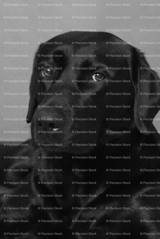 Close-Up Headshot of a Black Labrador Looking Upwards (Monochrome)