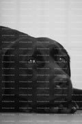 Profile of a Black Labrador Retriever Resting Comfortably (Monochrome)