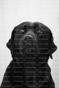 Frontal Studio-Style Portrait of a Sitting Black Labrador (Monochrome)