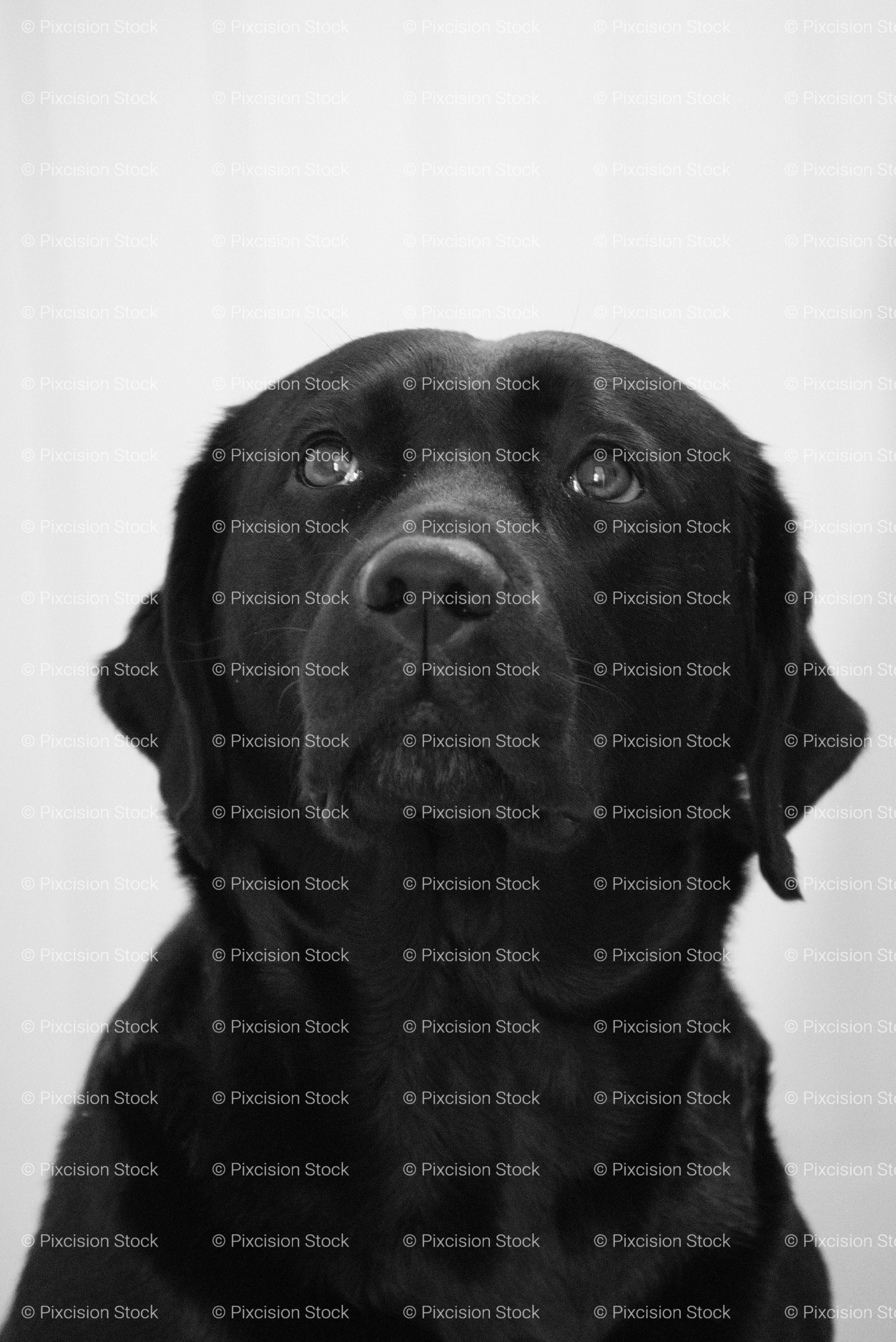 Frontal Studio-Style Portrait of a Sitting Black Labrador (Monochrome)