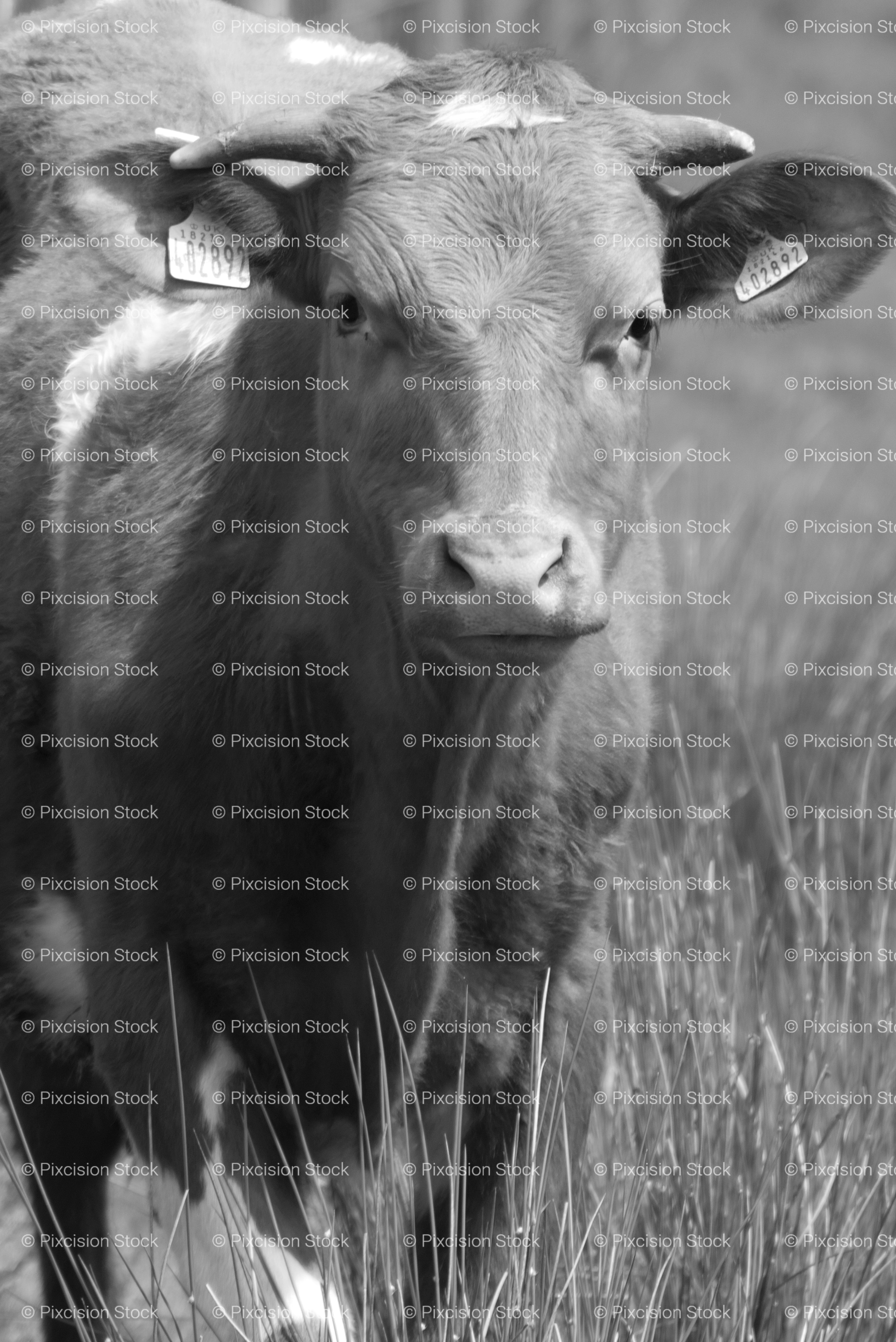 Front View of a Cow Standing Alone in a Grassy Pasture (Monochrome)