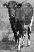 Full-Body Shot of a Spotted Cow Walking in a Meadow (Monochrome)