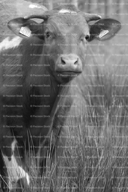 Alert Cow Watching from Within Tall Pasture Grass (Monochrome)
