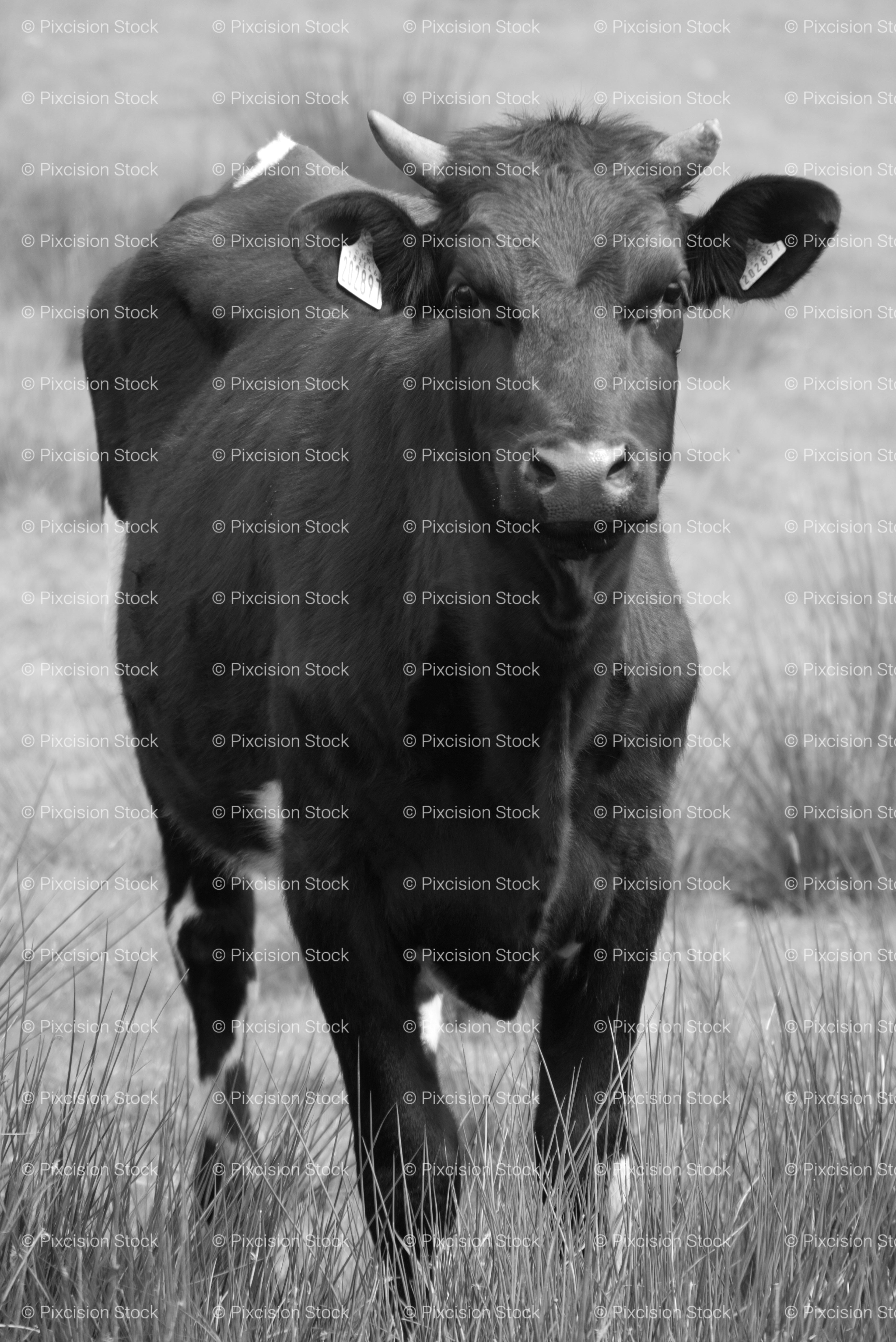 Young Dark Calf Standing in an Open Grass Field (Monochrome)
