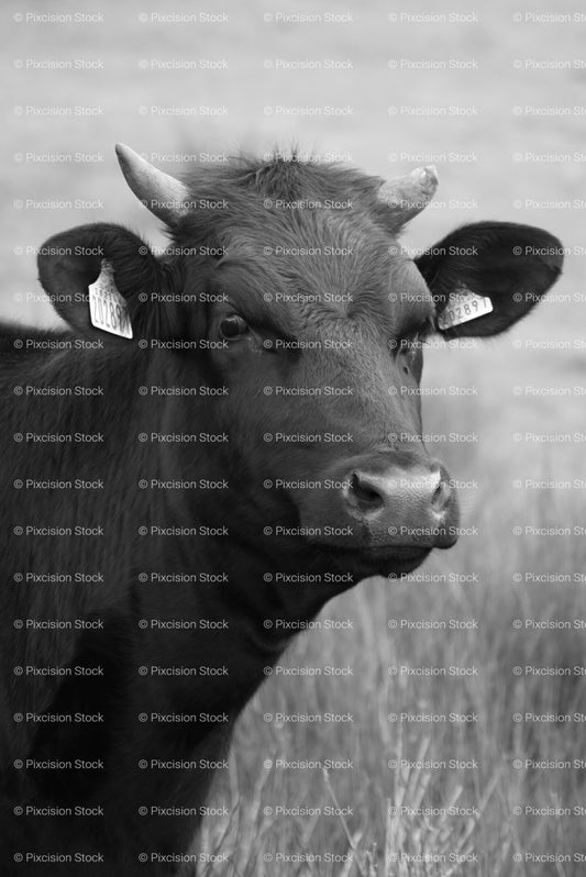 Close-Up Profile of a Cow’s Head in the Pasture (Monochrome)