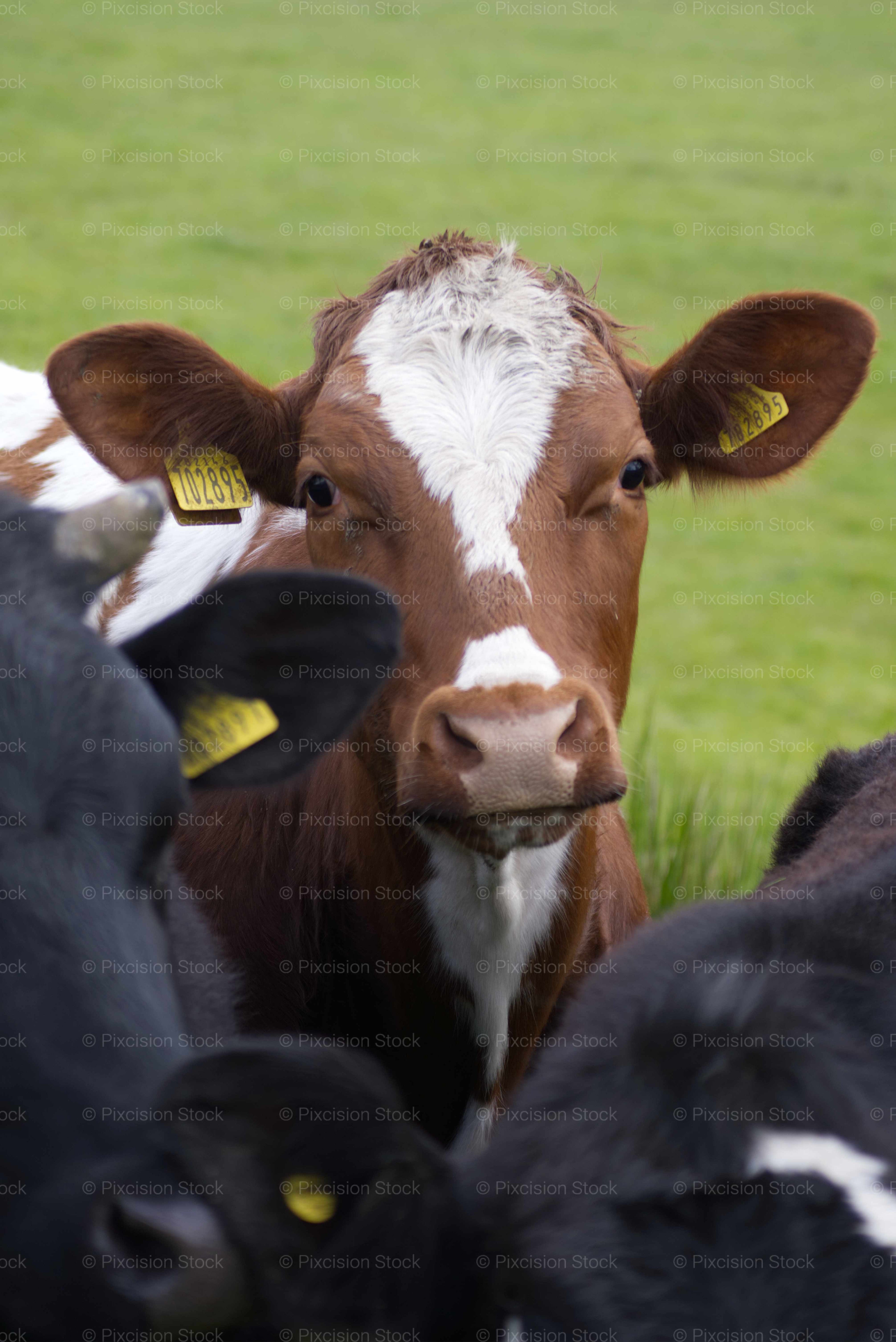 Brown and white cow with a yellow tag in a grassy field