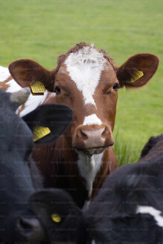 Brown and white cow with a yellow tag in a grassy field