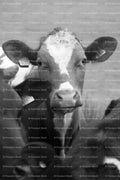 Headshot of a Curious Spotted Calf Looking Forward (Monochrome)