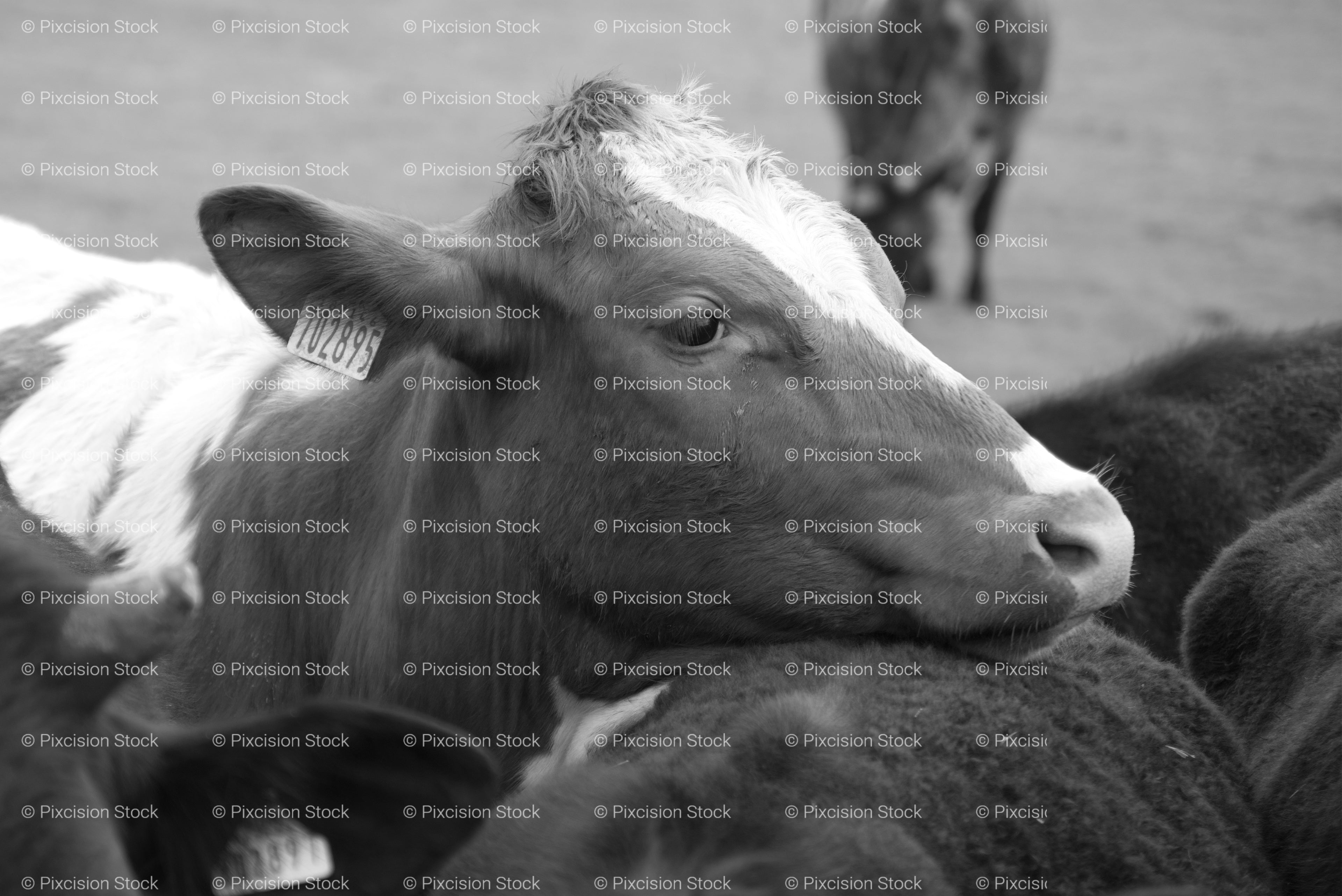 Low-Angle View of a Cow Resting on the Ground in a Pasture Field (Monochrome)