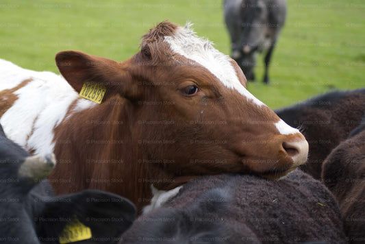 Close-up of a brown and white cow with a yellow tag in a grassy field.