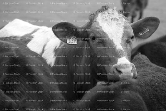 Headshot of a Curious Spotted Calf Looking Forward (Monochrome)