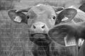 Close-Up Headshot of a Curious Calf Looking at the Camera (Monochrome)