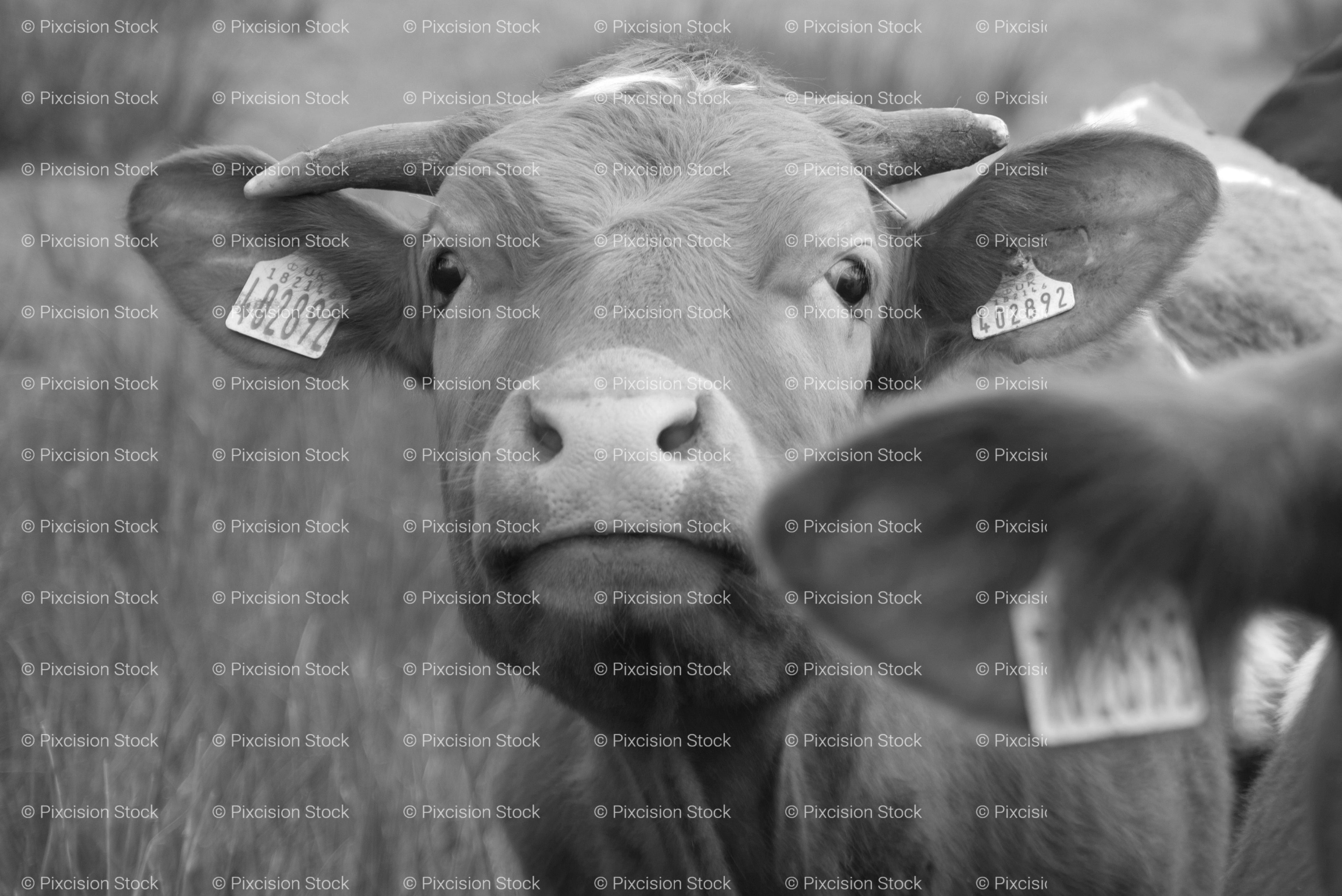 Close-Up Headshot of a Curious Calf Looking at the Camera (Monochrome)