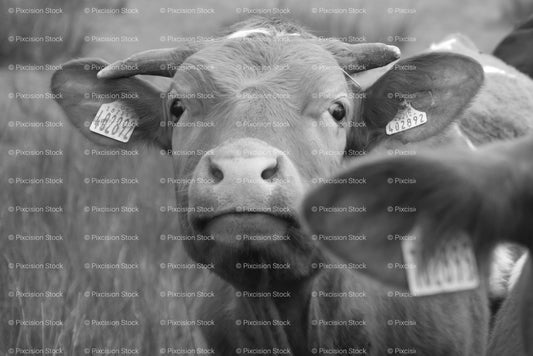 Close-Up Headshot of a Curious Calf Looking at the Camera (Monochrome) - Stock Video