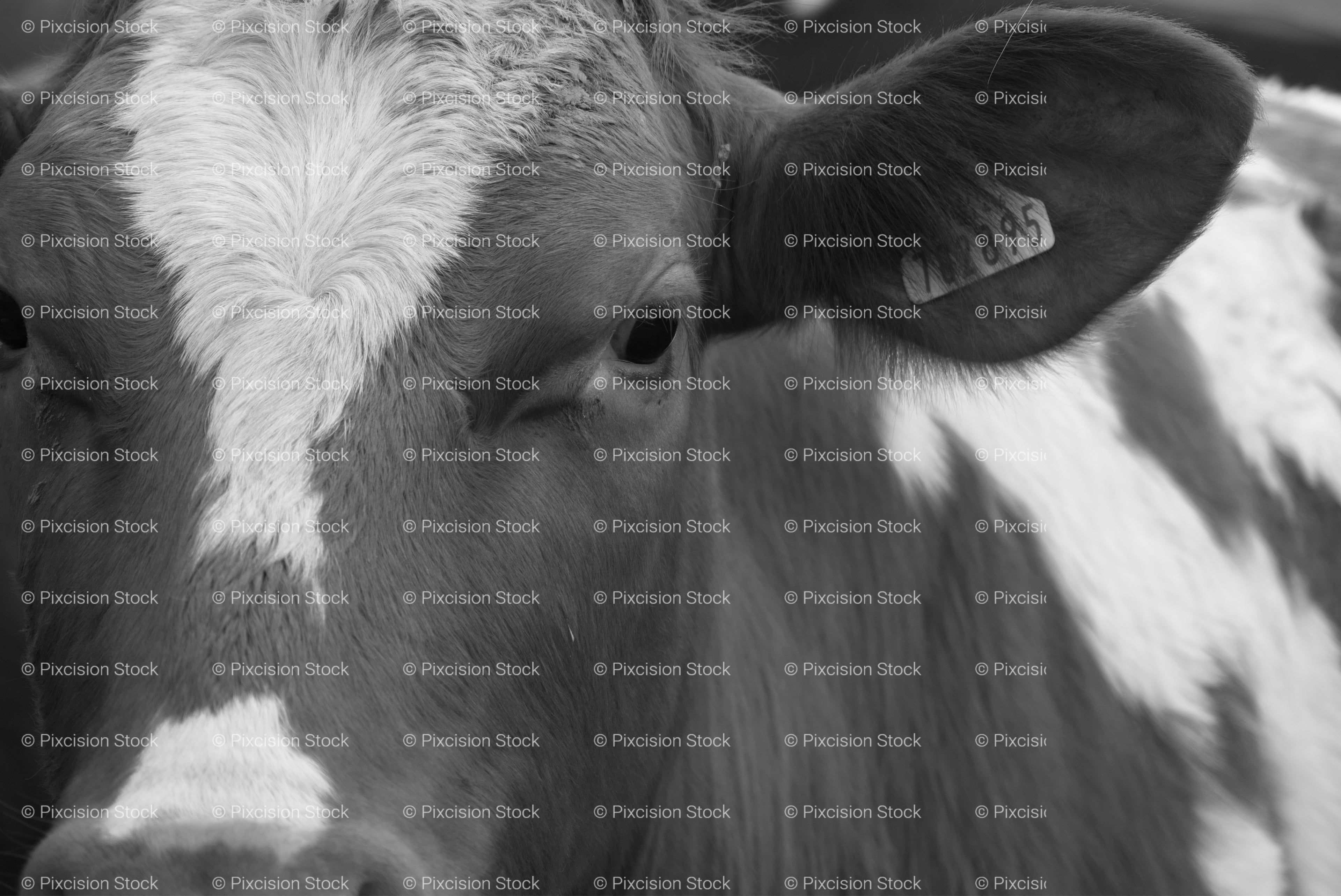 Cropped Profile of a Spotted Cow's Face (Monochrome)