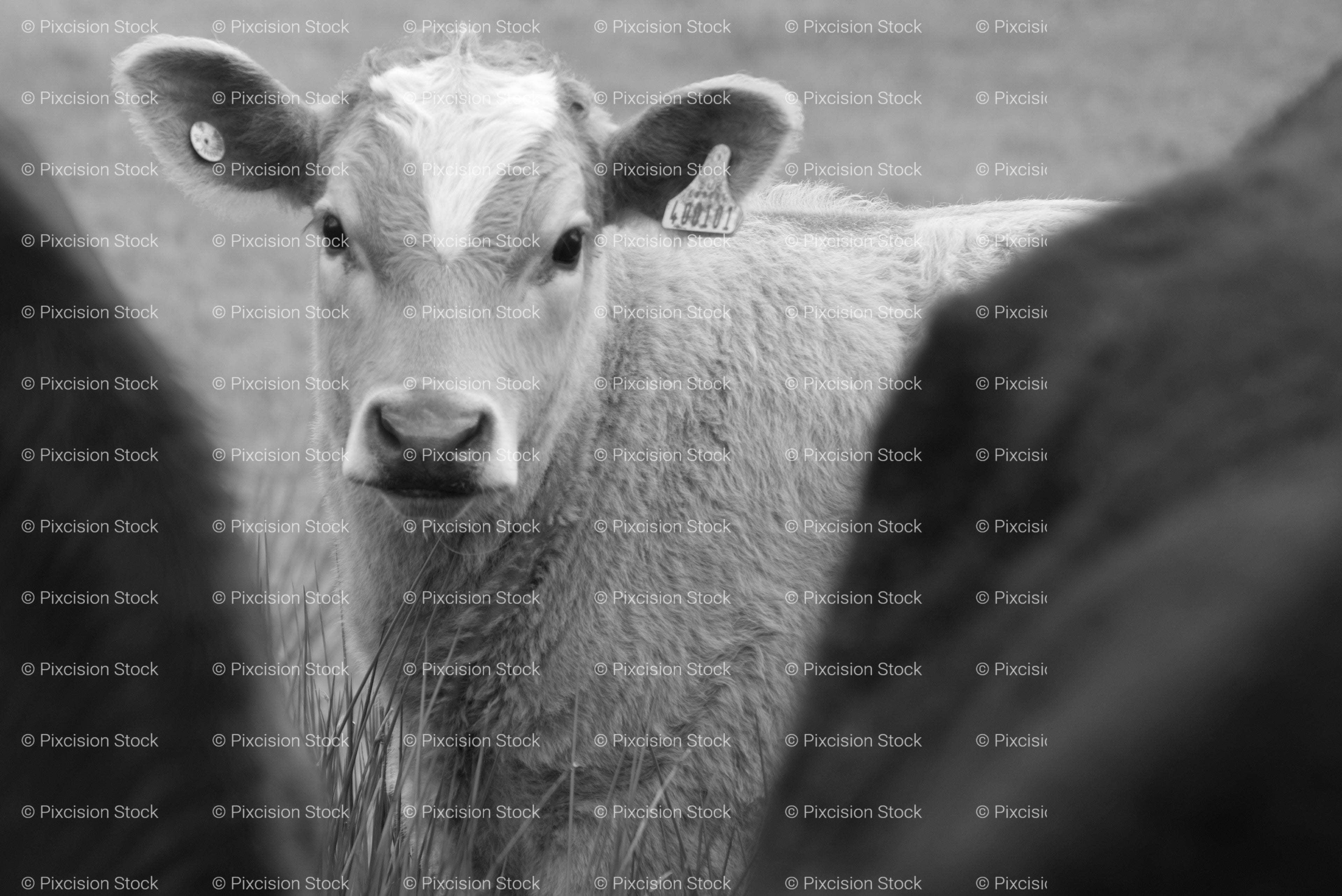 Young Calf Peeking Out from Behind an Adult Cow (Monochrome)