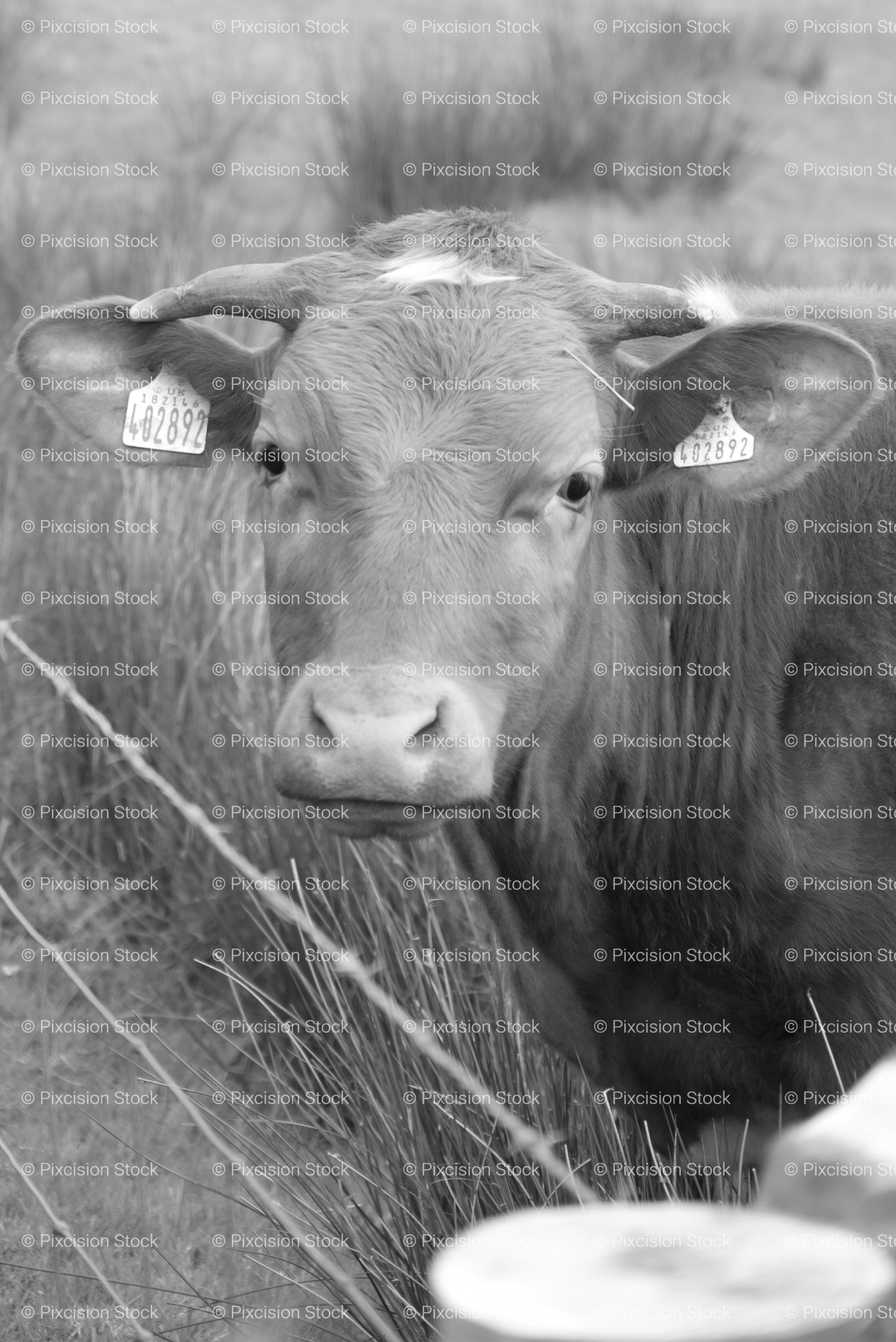 Vertical Portrait of a Cow Looking Over a Wire Fence (Monochrome)