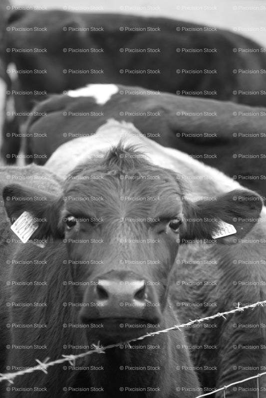 Dark-Furred Cow Facing Forward Behind a Barbed Wire Fence (Monochrome) - Stock Video