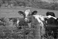 Group of Cattle Grazing in a Hilly Pasture (Monochrome)