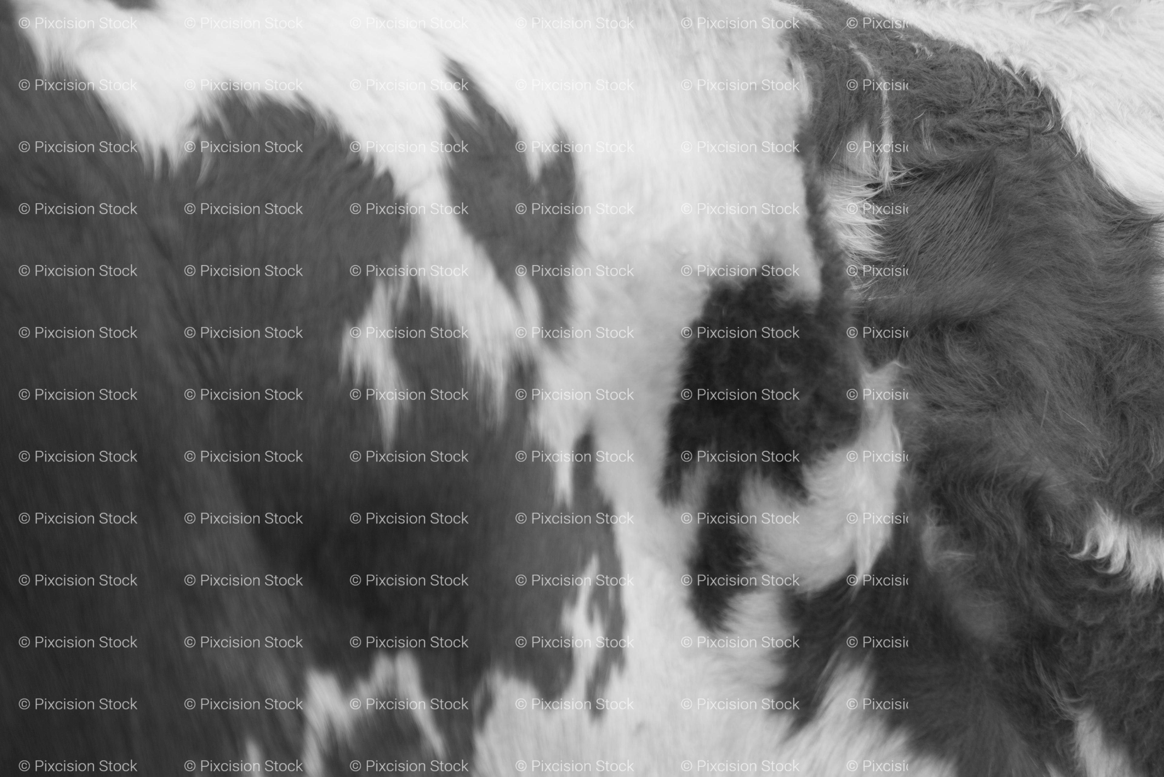 Textured Close-Up of the Black and White Patterns on a Cow's Hide (Monochrome)