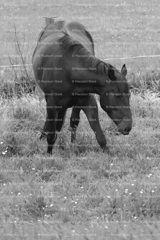 Dark Horse Grazing Head-Down in an Open Grass Field (Monochrome)